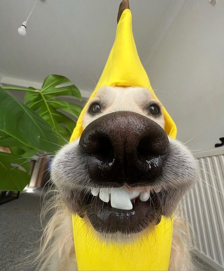 a picture of a dog